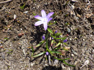 北1条の芝生斜面で咲いたチオノドクサの花