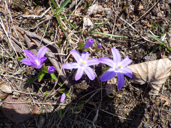 「春一番の花」の画像