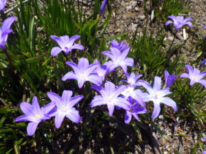 4月11日のチオノドクサの様子