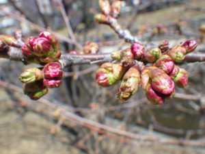 4月11日のチシマザクラの様子