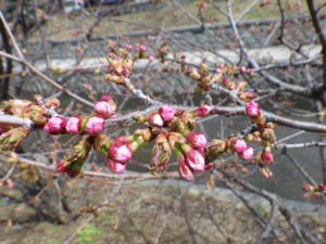 4月14日のチシマザクラの様子
