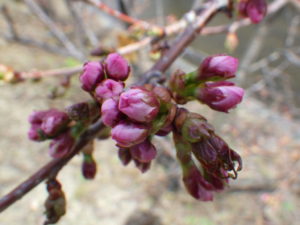 4月14日のチシマザクラの様子