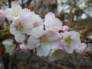 4月20日のチシマザクラの花の様子5