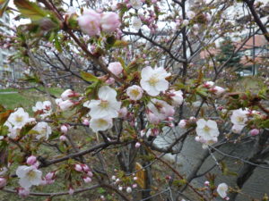 4月20日のチシマザクラの花の様子3