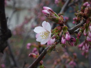 4月20日のチシマザクラの花の様子2