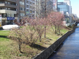 南2条東側のチシマザクラの4月20日の様子