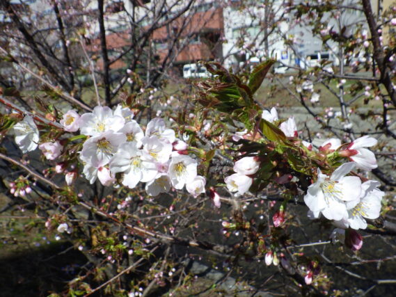 「チシマザクラ開花」の画像