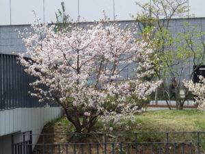 4月28日の北2条西側のチシマザクラが満開な様子