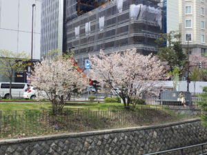 4月28日の北2条西側のチシマザクラが満開な様子