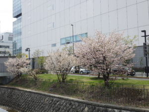 4月28日の北2条西側のチシマザクラが満開な様子