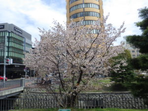 4月28日の北2条西側のチシマザクラが満開な様子