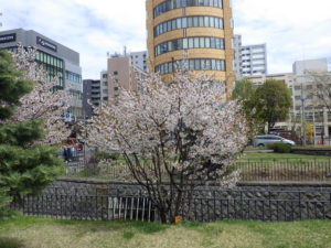 4月28日の北2条西側のチシマザクラが満開な様子
