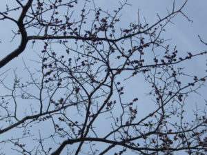 春一番に咲いたハルニレの花