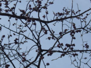 春一番に咲いたハルニレの花