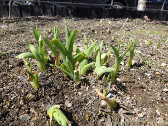 「令和3年新年度を迎えました」の画像