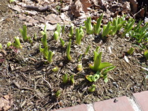 ヘメロカリスの芽