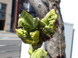 白いライラックの花芽