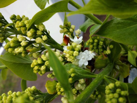 「ライラックの白い花が一輪」の画像