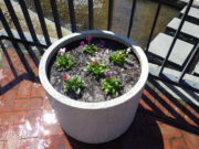 4月22日に花くらぶで植えこんだ狸二条広場のコンテナ