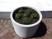 4月22日に花くらぶで植えこんだまんなか広場のコンテナ