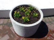 4月22日に花くらぶで植えこんだまんなか広場のコンテナ