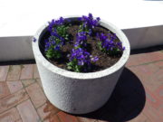 4月22日に花くらぶで植えこんだまんなか広場のコンテナ