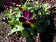 4月22日に花くらぶで植えこんだ神戸ビオラの花