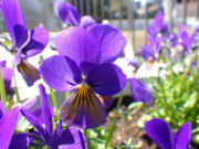 4月22日に花くらぶで植えこんだ神戸ビオラの花