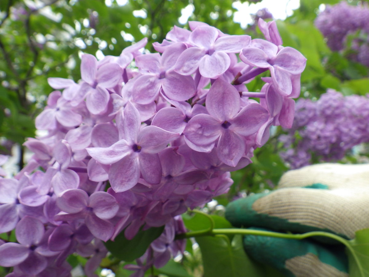 幸せのライラックと今日のライラックの様子 創成川公園
