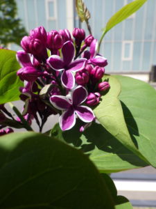 5月18日のセンセーションの開花の様子