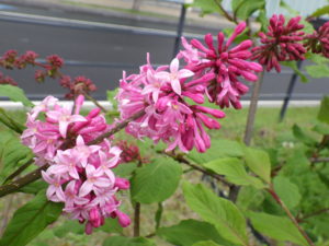 5月23日に咲いていた遅咲きのライラックのミスカナダ