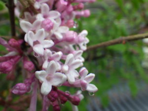 5月23日に咲いていた遅咲きのライラックの四季藍