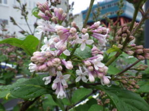 5月23日に咲いていた遅咲きのライラックのウスゲシナハシドイ