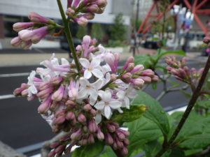 5月23日に咲いていた遅咲きのライラックのウスゲシナハシドイ