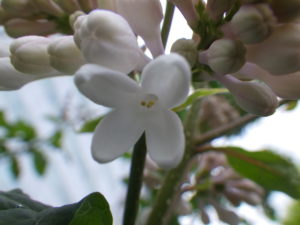 5月30日の遅咲きライラックのアグネススミスの花