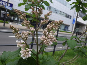 5月30日の遅咲きライラックのアグネススミス