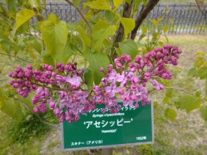 5月11日のライラックアセシッピーの開花の様子