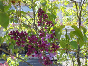 5月12日のライラックアセシッピーの開花の様子