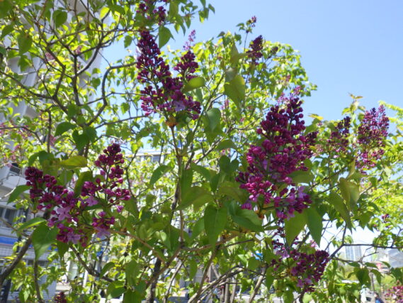 「ライラックの開花の様子」の画像