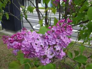 5月16日のライラックアセシッピーの咲いている様子