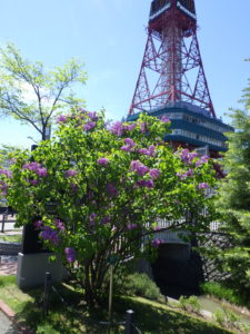 5月18日のアセシッピーの開花の様子