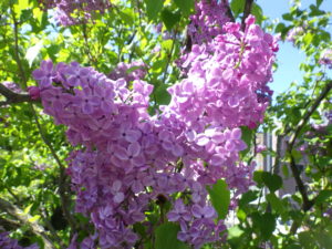 5月18日のアセシッピーの花の開花の様子