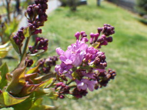 5月4日に花開いたアセシッピーの様子