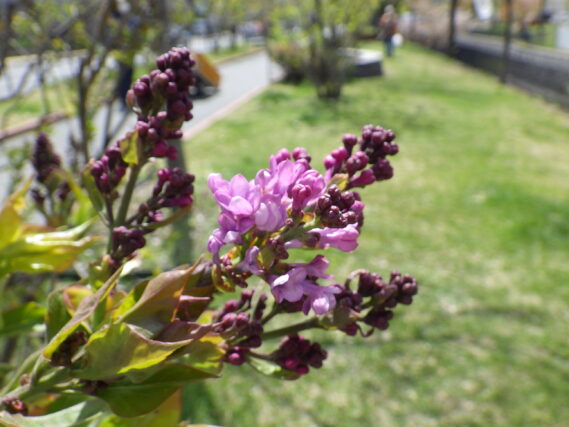 「ヒアキンシフローラライラックのアセシッピー」の画像