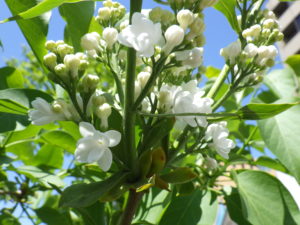 5月12日のライラックイーディスガヴエルの開花の様子