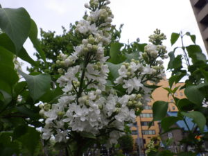 5月16日のライラックイーディスガヴェルの咲いている様子