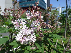 5月26日のライラック・ウスゲシナハシドイの様子