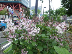 5月30日の遅咲きライラックのウスゲシナハシドイ