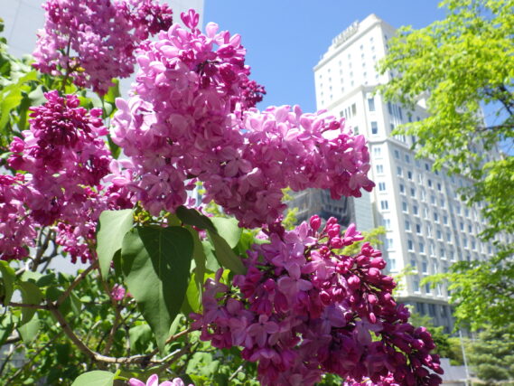 「今日のライラック」の画像