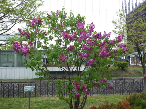 「ライラック情報」の画像